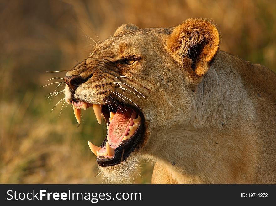 Lioness snarling at another lion