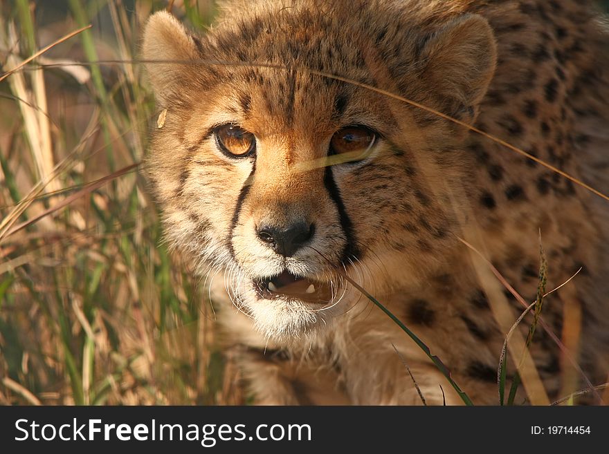 Cheetah cub playfully stalking his brother