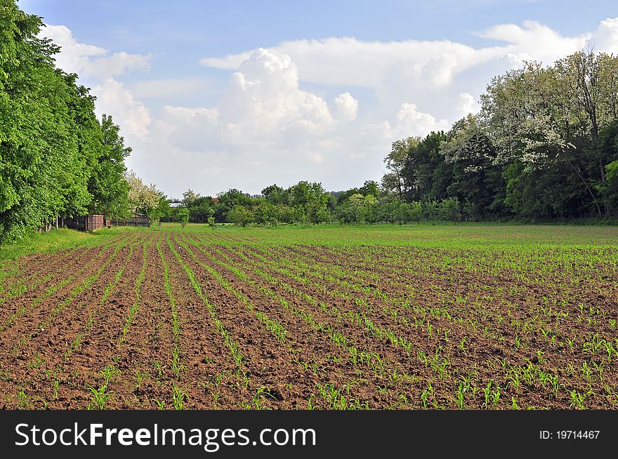 Plowed area near the forest