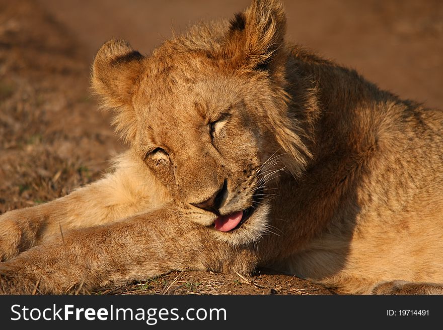Lion cub having a siesta