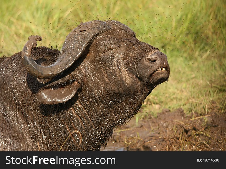 Closeup shot of a Buffalo head and horns