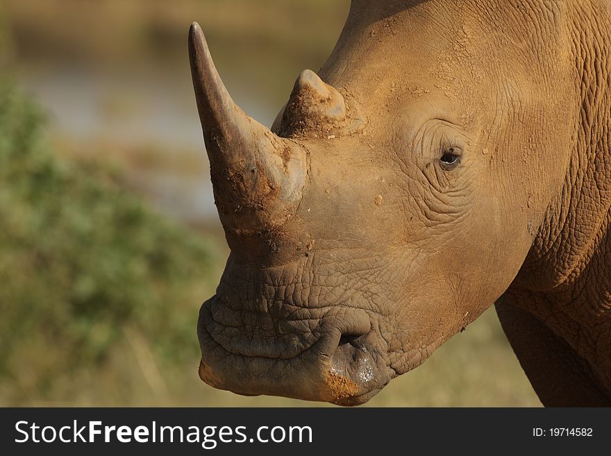 A Muddy Rhino on the plains of Africa. A Muddy Rhino on the plains of Africa