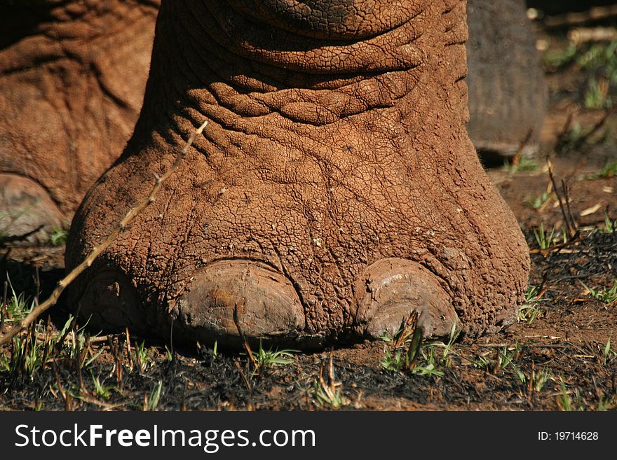 Elephant foot showing toe nails