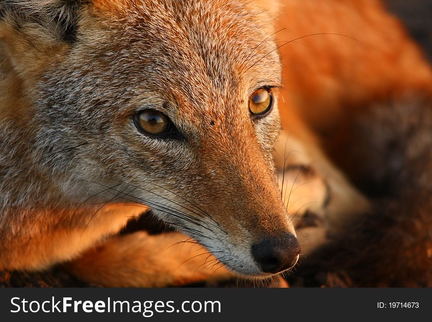 Closeup shot of a Jackal at sunrise