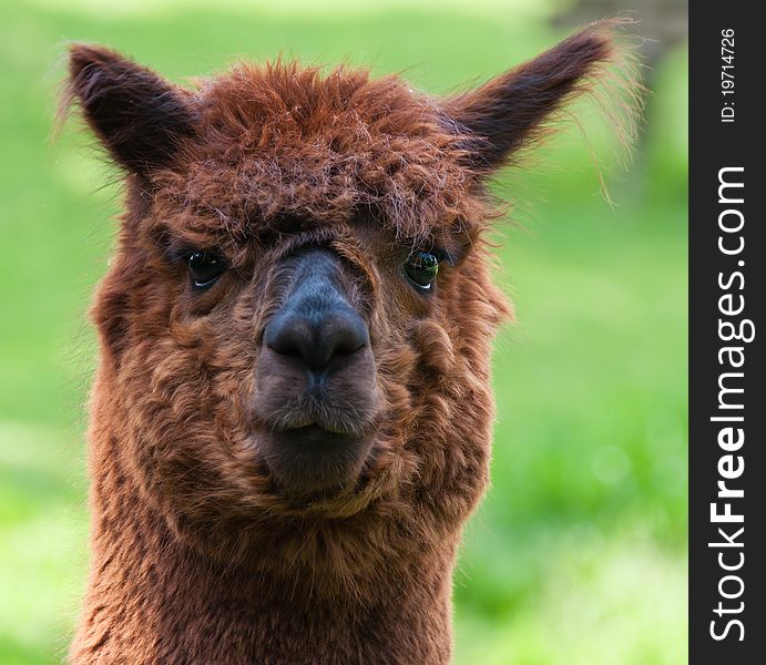 Portrait of a brown Llama against a blurred background. Portrait of a brown Llama against a blurred background