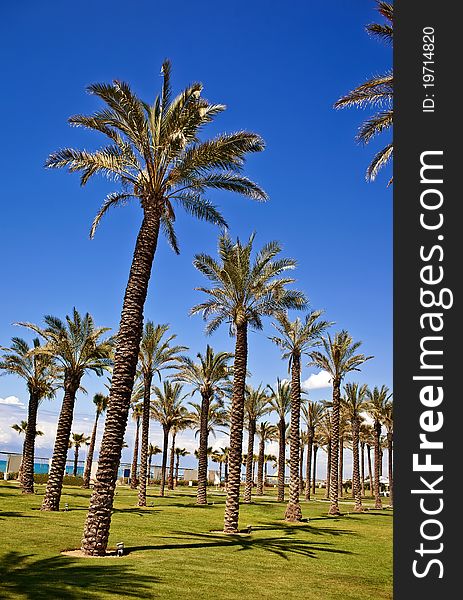 Palm tree row againbst blue sky