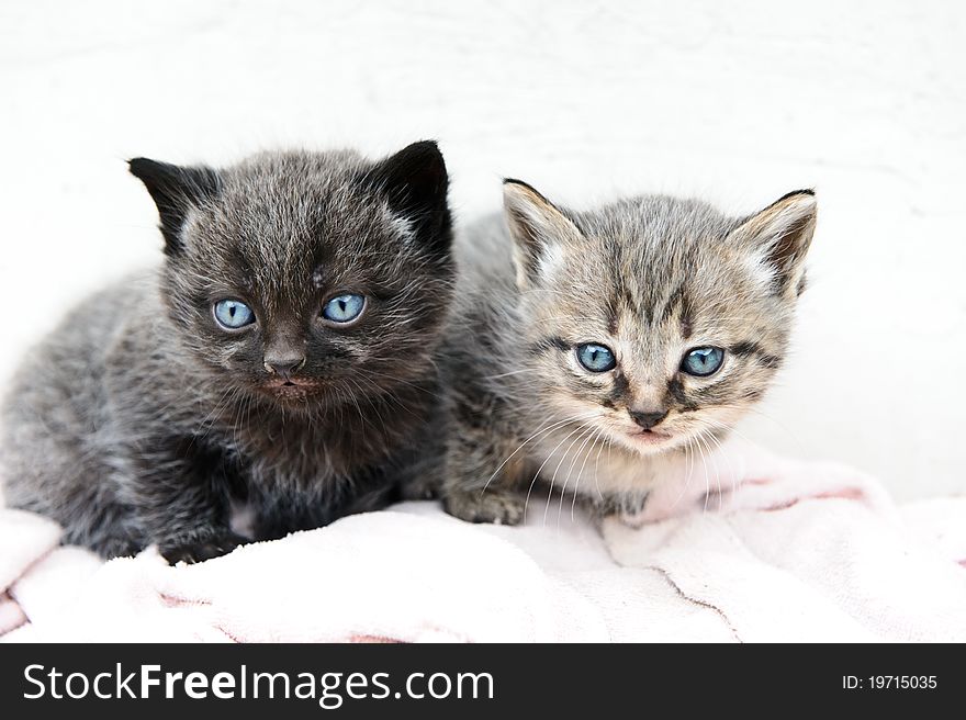 Newborn cute little kittens on white