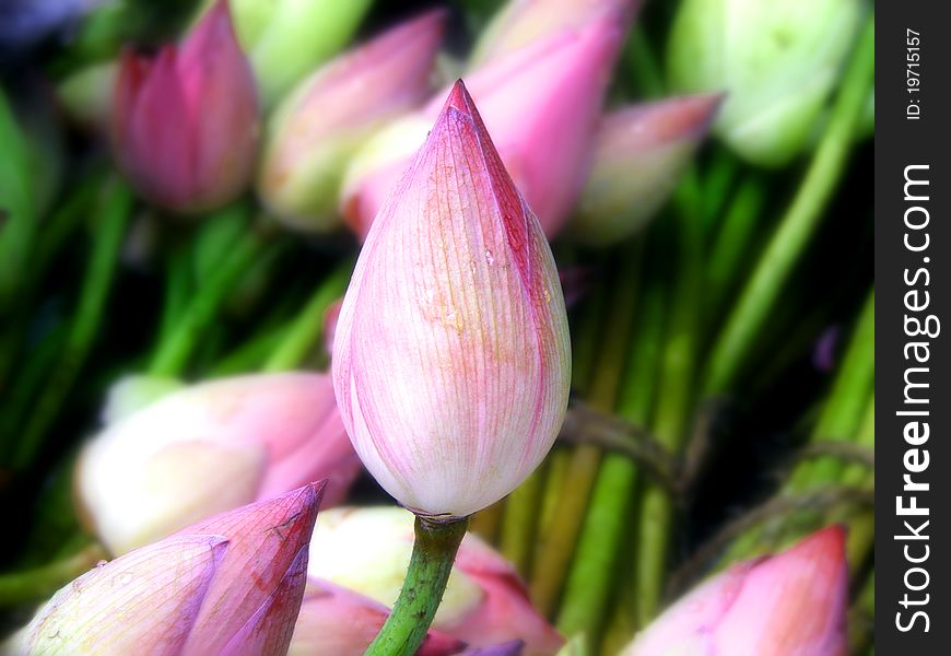 A single red lotus bud in the center of a dozens of others. Symbolizes purity, uniqueness and a new beginning.