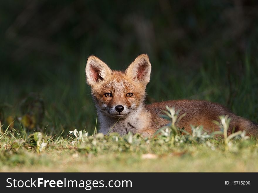 A red fox cub posing in the dunes