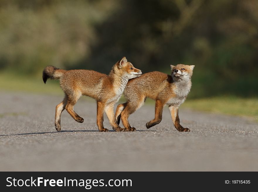 Red fox cubs playing with echather
