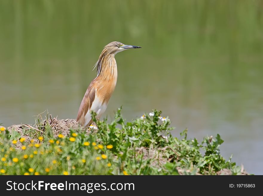 Squacco Heron