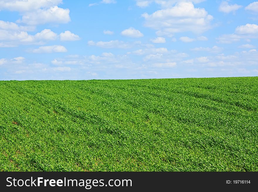 Agricultural crops in the field in Lithuania. Agricultural crops in the field in Lithuania