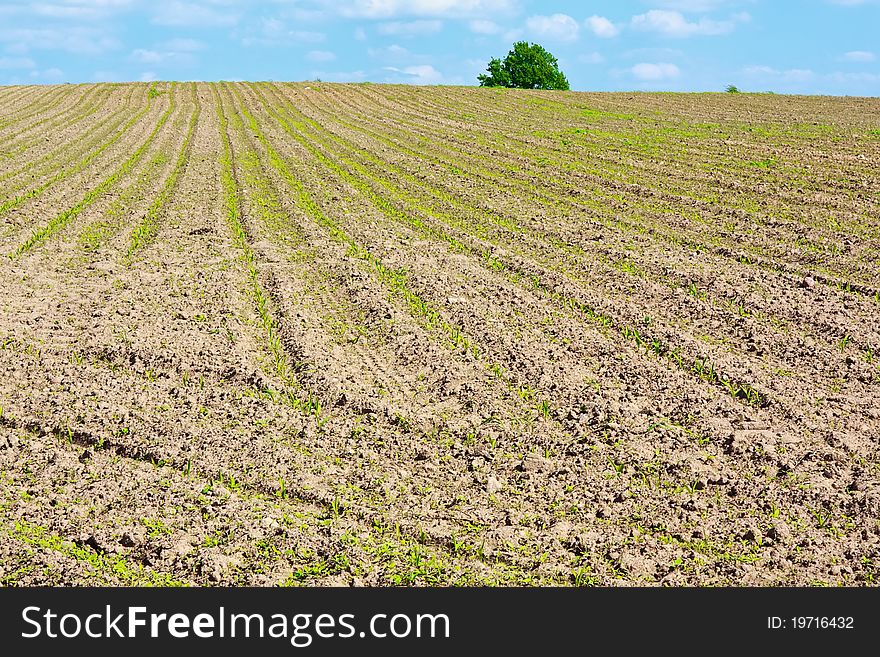 Spring begin to appear fields in of rural grain. Spring begin to appear fields in of rural grain