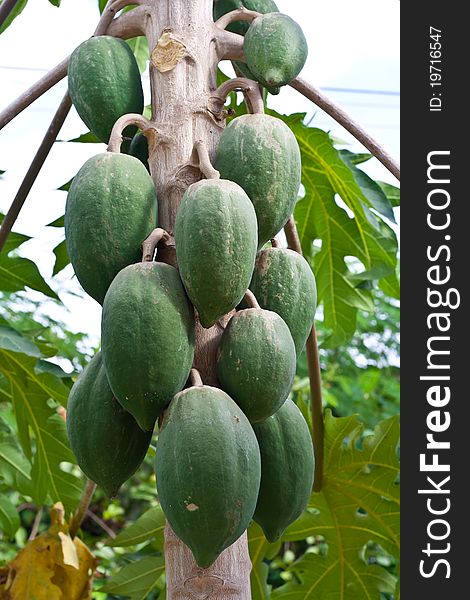 Green papayas on tree in garden.