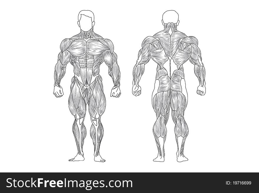 Male Muscles