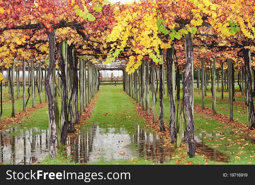 The vines of Saint Clair Family Estate, Blenheim, New Zealand. The vines of Saint Clair Family Estate, Blenheim, New Zealand