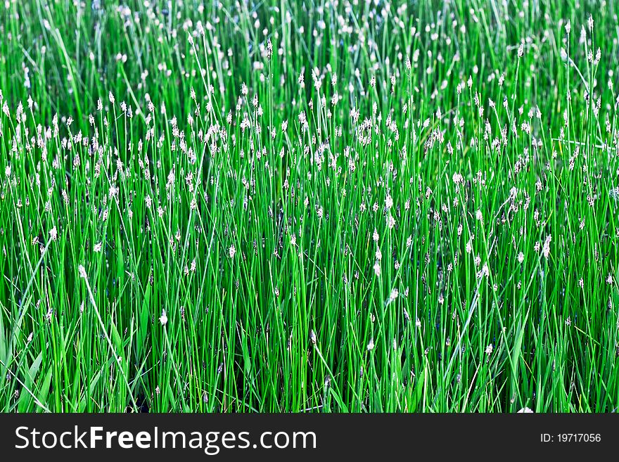 Fresh green grass on the marsh. Fresh green grass on the marsh