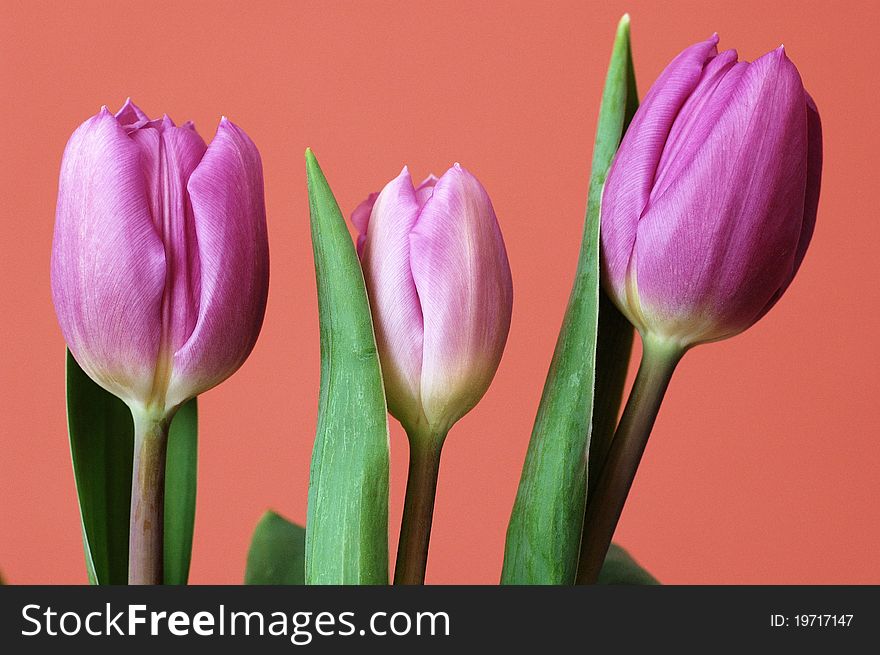 This is the photo of tulips