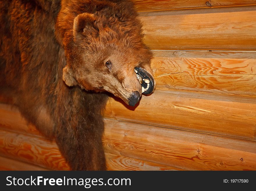 Brown Bear Pelt