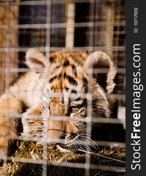 Little Striped Tiger Cubs In A Cage