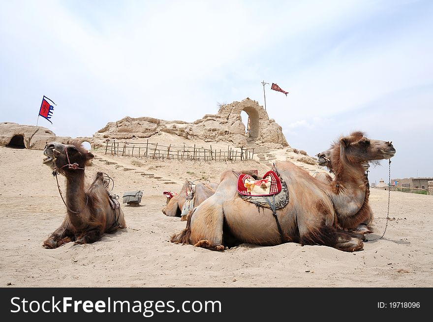 Landscape of camels sitting in front of an old castle. Landscape of camels sitting in front of an old castle