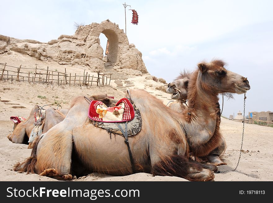 Landscape of camels sitting in front of an old castle. Landscape of camels sitting in front of an old castle