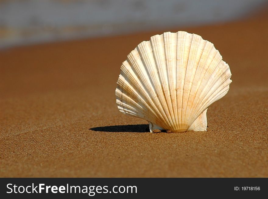 Seashell On Sand