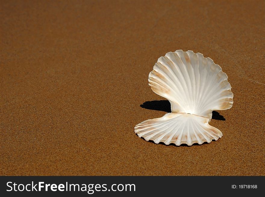 The white seashell on sand