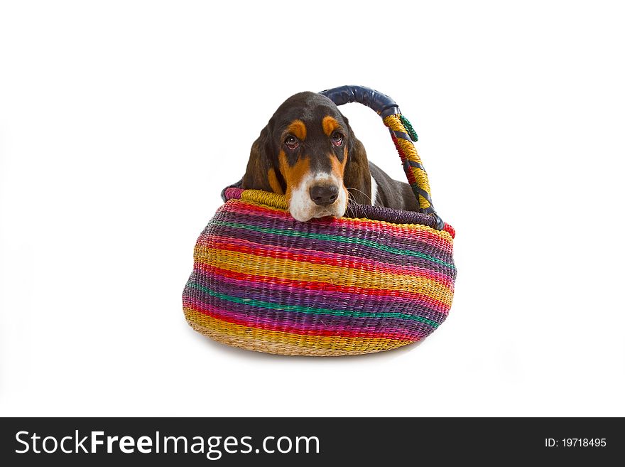 Cute basset puppy on white background - studio shot.