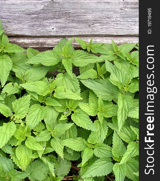 Wild nettle growing against an old house. Wild nettle growing against an old house