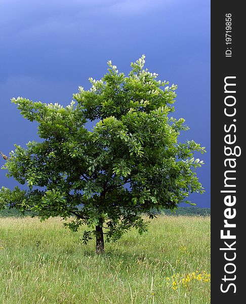 Lonely Tree With A Storm In Its Back