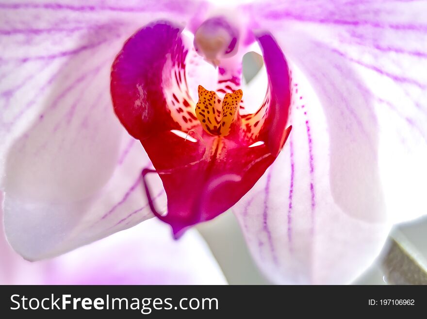 Flower Orchid Falenopsis Macro Close-up