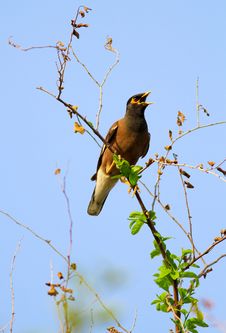 Common Myna Royalty Free Stock Image Common Myna Royalty Free Stock Image