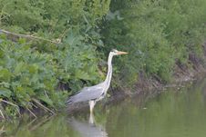 Grey Heron - Ardea Cinerea Stock Images Grey Heron - Ardea Cinerea Stock Images