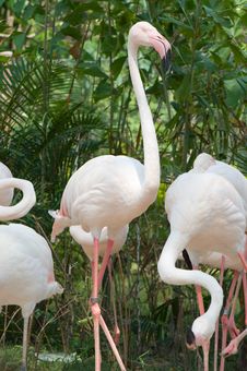 Flamingo Stock Photo Flamingo Stock Photo