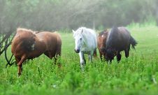 Free Horse Royalty Free Stock Images - 19721269