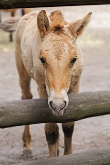 Free Horse Royalty Free Stock Image - 19721746