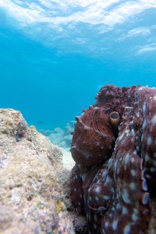 Octopus Stock Photo Octopus Stock Photo