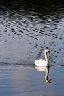 White Swan Stock Photos White Swan Stock Photos