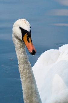 White Swan Royalty Free Stock Photos White Swan Royalty Free Stock Photos