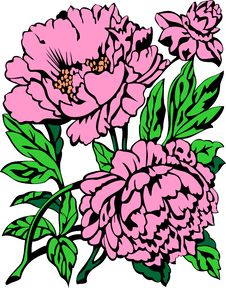 Peony Royalty Free Stock Image Peony Royalty Free Stock Image