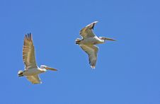 Dalmatian Pelicans In Flight Stock Photos Dalmatian Pelicans In Flight Stock Photos