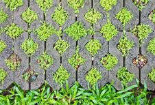 Fern Moss In The Corner Bricks. Stock Image Fern Moss In The Corner Bricks. Stock Image