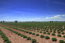 Green Lavender Field Stock Image
