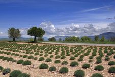 Green Lavender Field Royalty Free Stock Photography Green Lavender Field Royalty Free Stock Photography