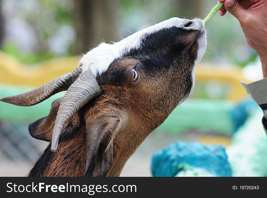 Feeding a goat with plant