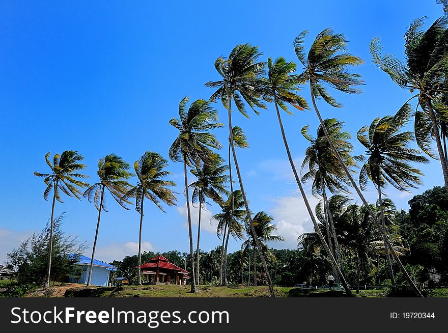 A beautiful beach with blue sky and coconut trees. A beautiful beach with blue sky and coconut trees.