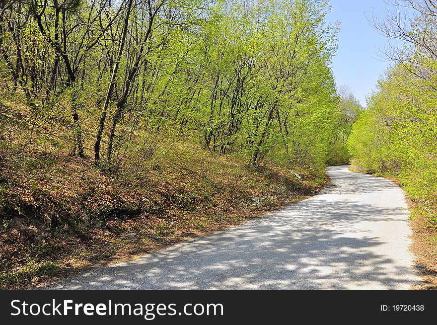 Forest road in a sunny summer day. Forest road in a sunny summer day