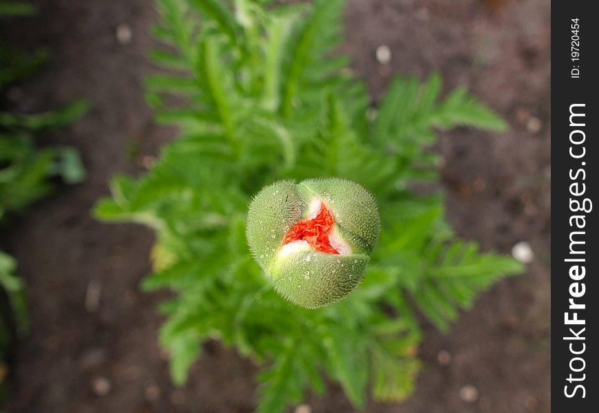 A blossoming poppy bud in the garden