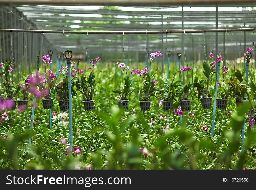 Flowers orchid nursery in thailand